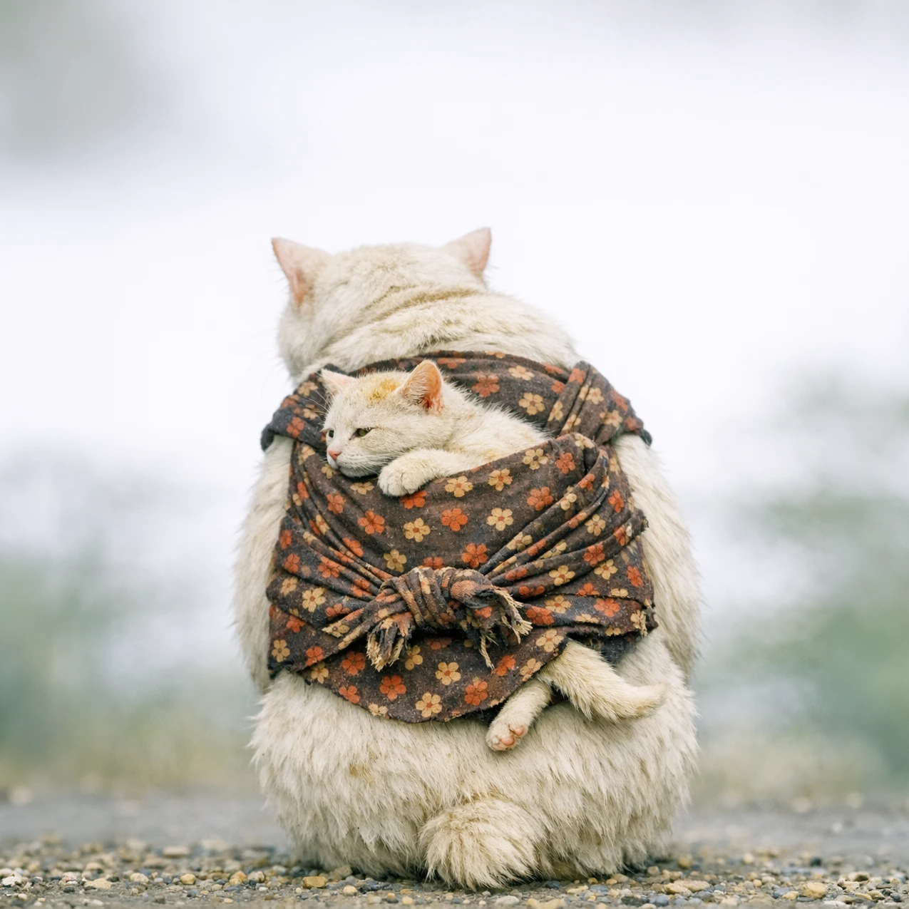 hahanekoのアバター